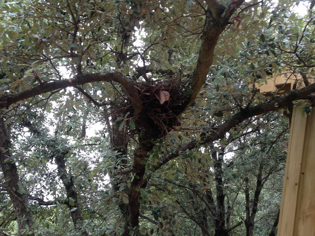 Les Cabanes Dans Les Bois Logis Hotel Villedubert Dış mekan fotoğraf